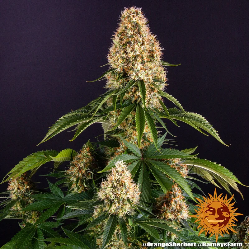 Orange Sherbert van Barney's Farm
