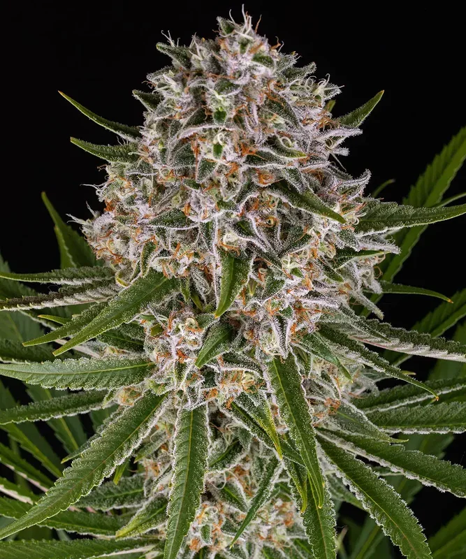 Lemon Haze van Barney's Farm