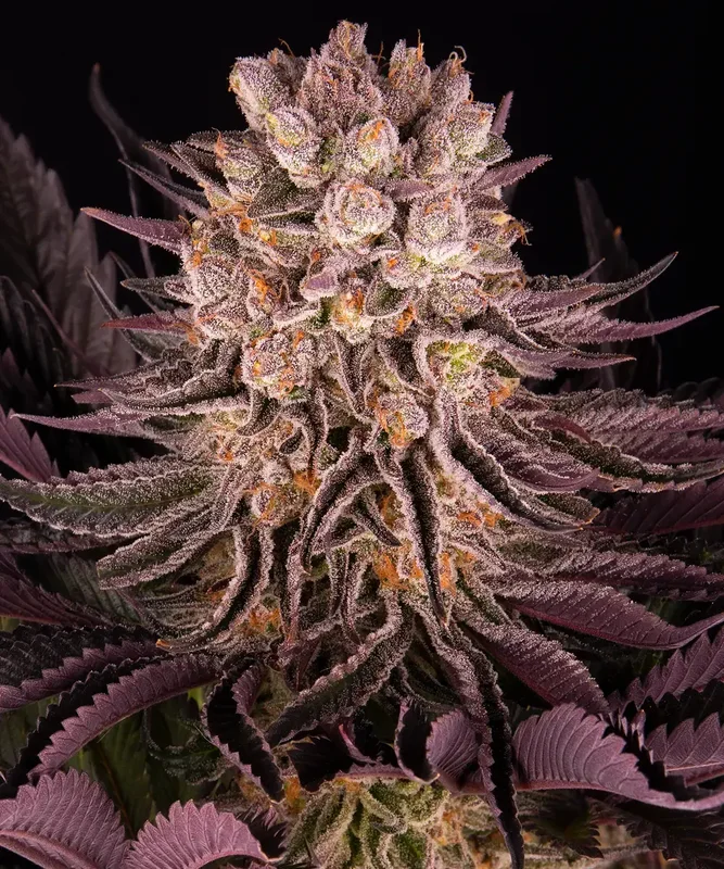 Mimosa x Orange Punch van Barney's Farm