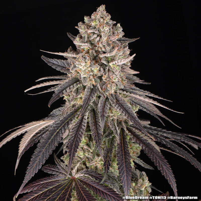 Blue Dream van Barney's Farm