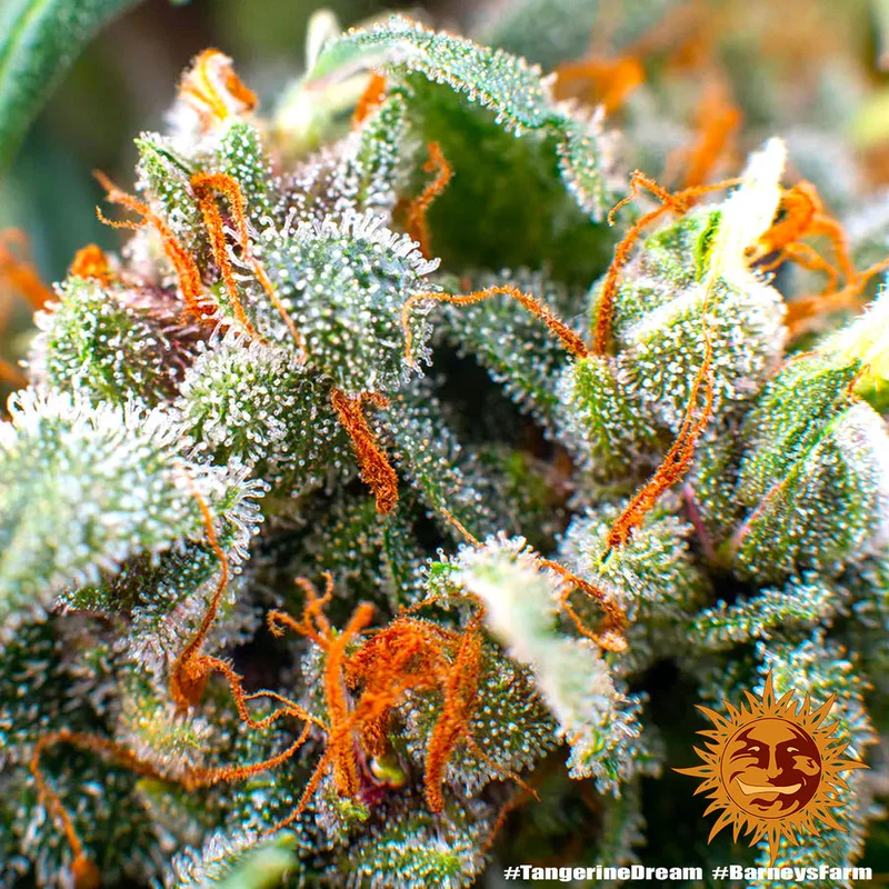 Tangerine Dream van Barney's Farm