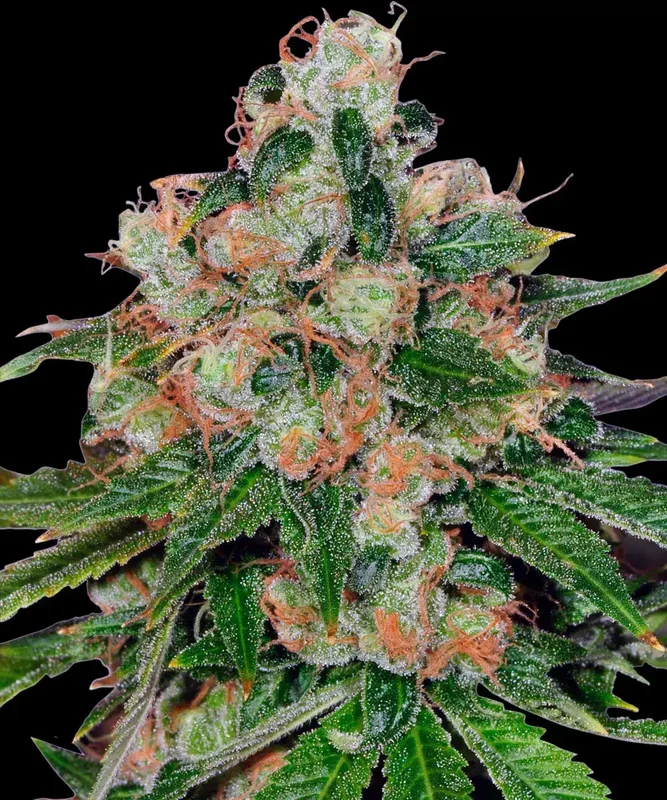 CBD Caramel van Barney's Farm