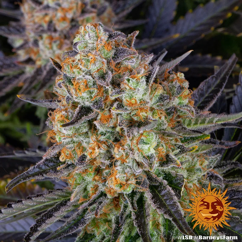 LSD van Barney's Farm
