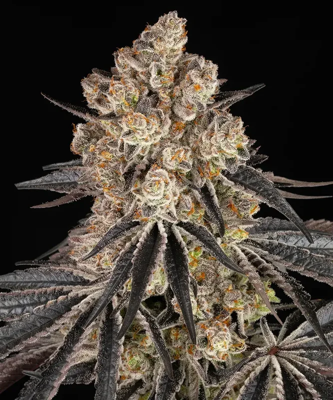 Rainbow Sherbet van Barney's Farm