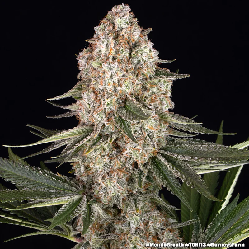 Mendo Breath van Barney's Farm