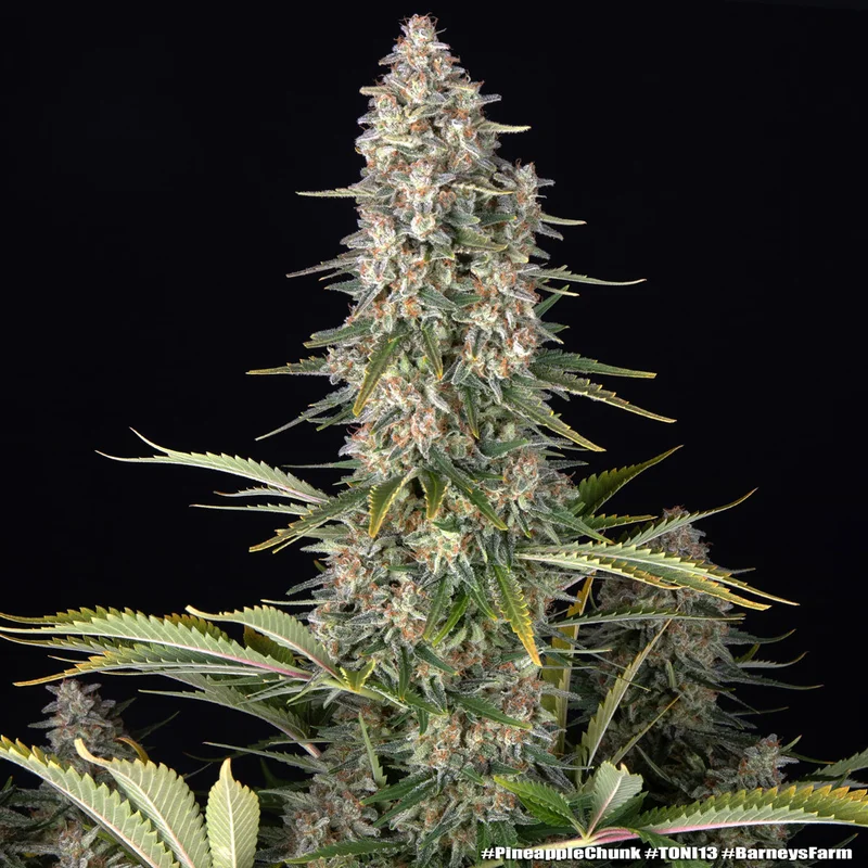Pineapple Chunk van Barney's Farm