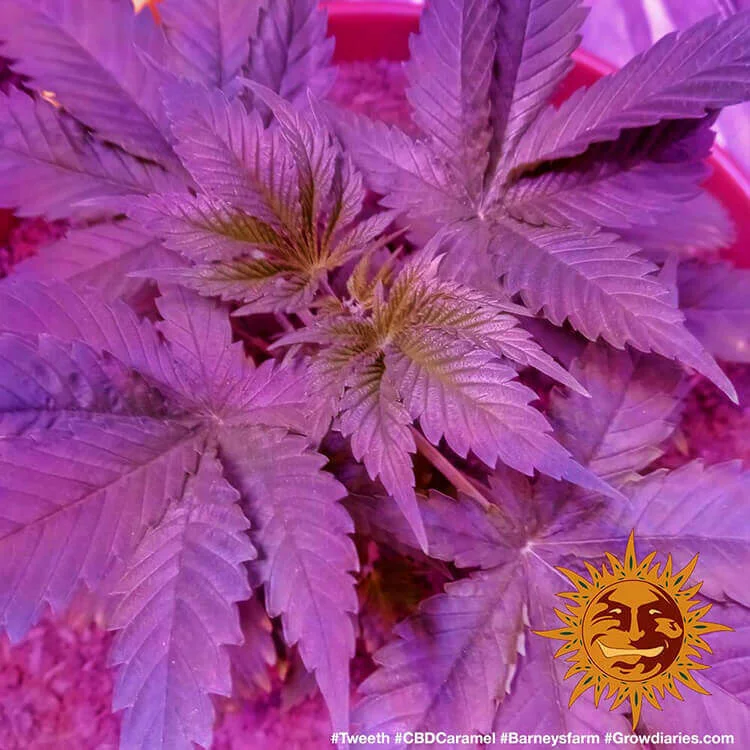 CBD Caramel van Barney's Farm