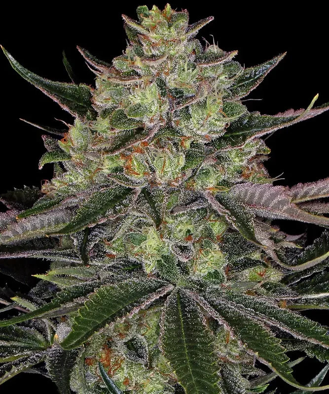 Gorilla Zkittlez van Barney's Farm