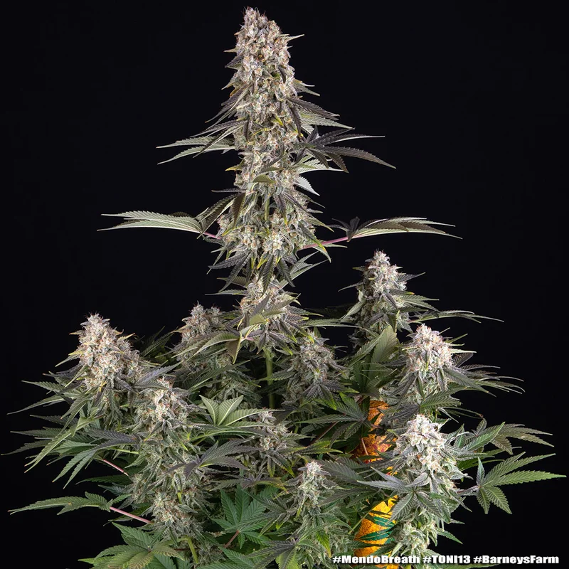 Mendo Breath van Barney's Farm