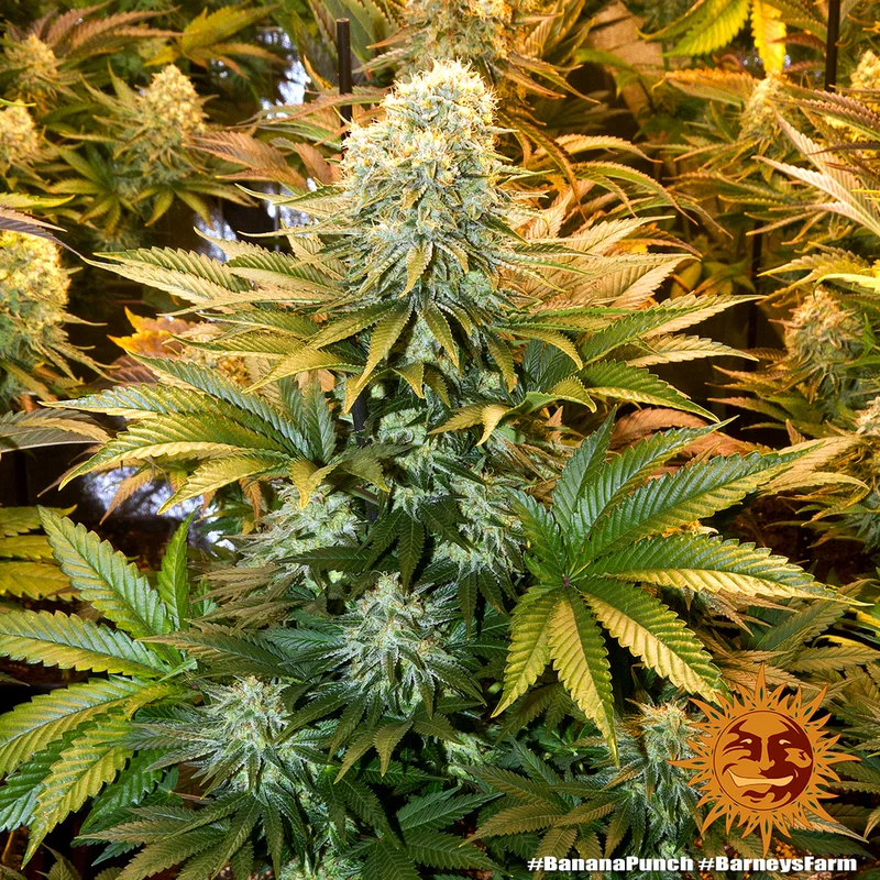 Banana Punch van Barney's Farm