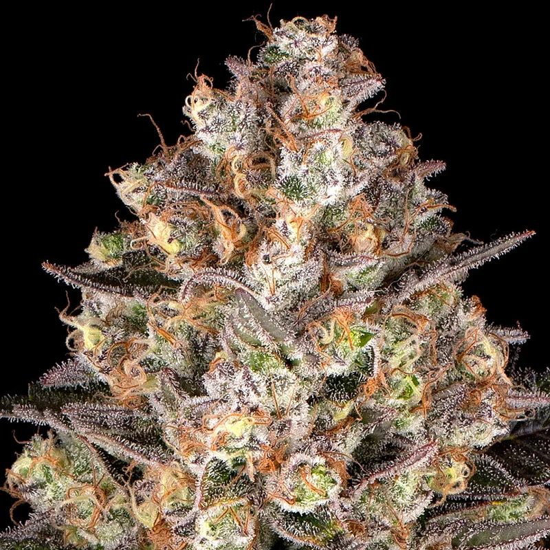 Hindu Kush van Barney's Farm