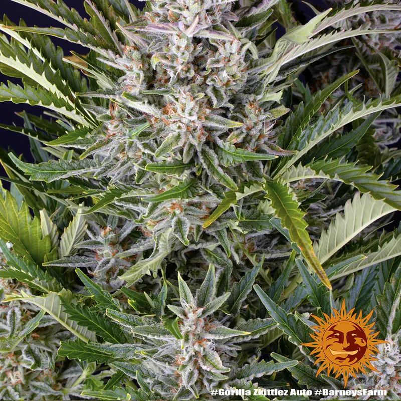 Gorilla Zkittlez van Barney's Farm