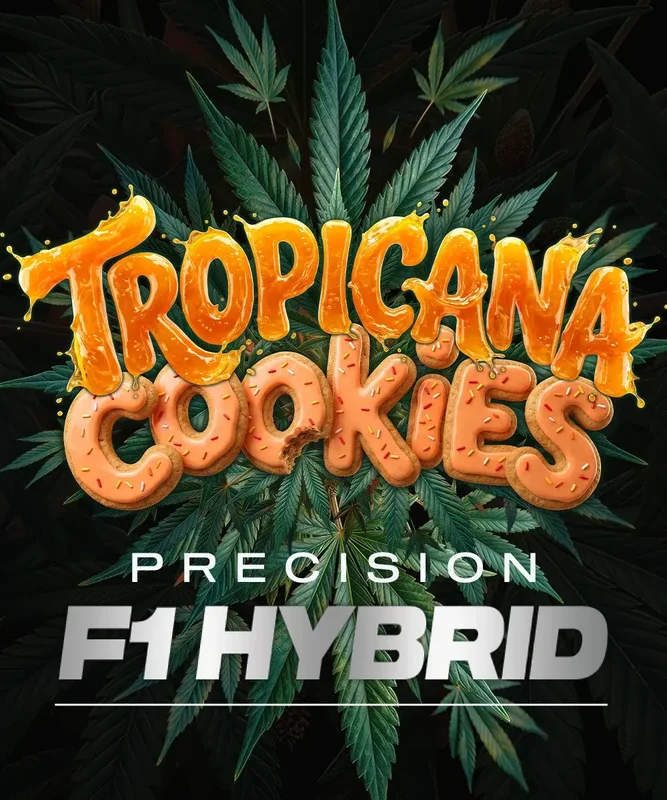 Tropicana Cookies van Barney's Farm