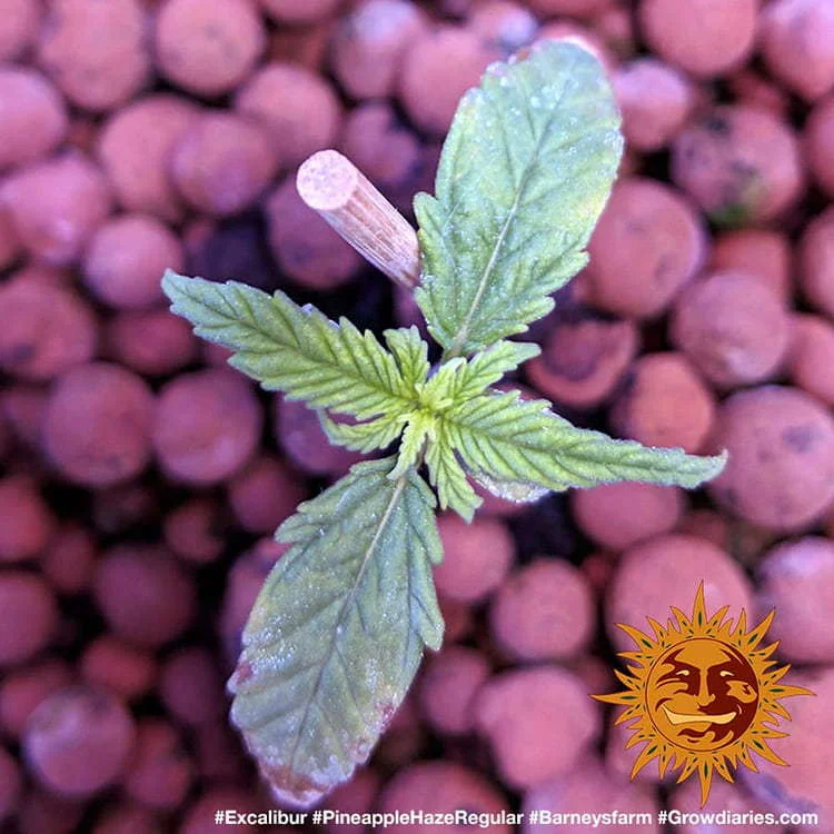 Pineapple Haze van Barney's Farm