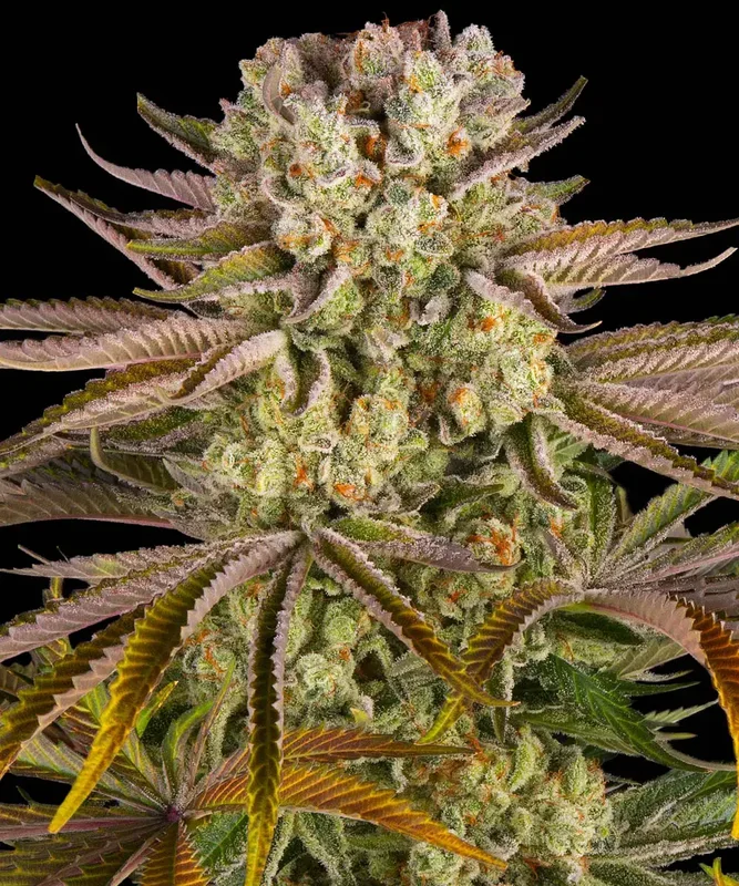 Pineapple Express van Barney's Farm
