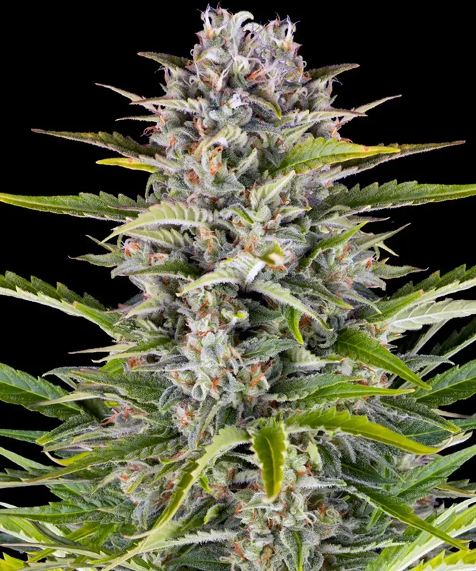 Gorilla Zkittlez van Barney's Farm