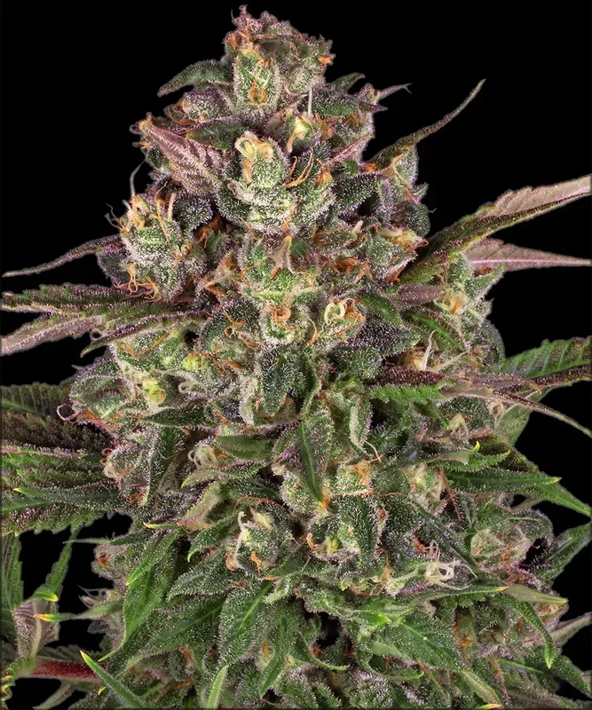 Peyote Critical van Barney's Farm