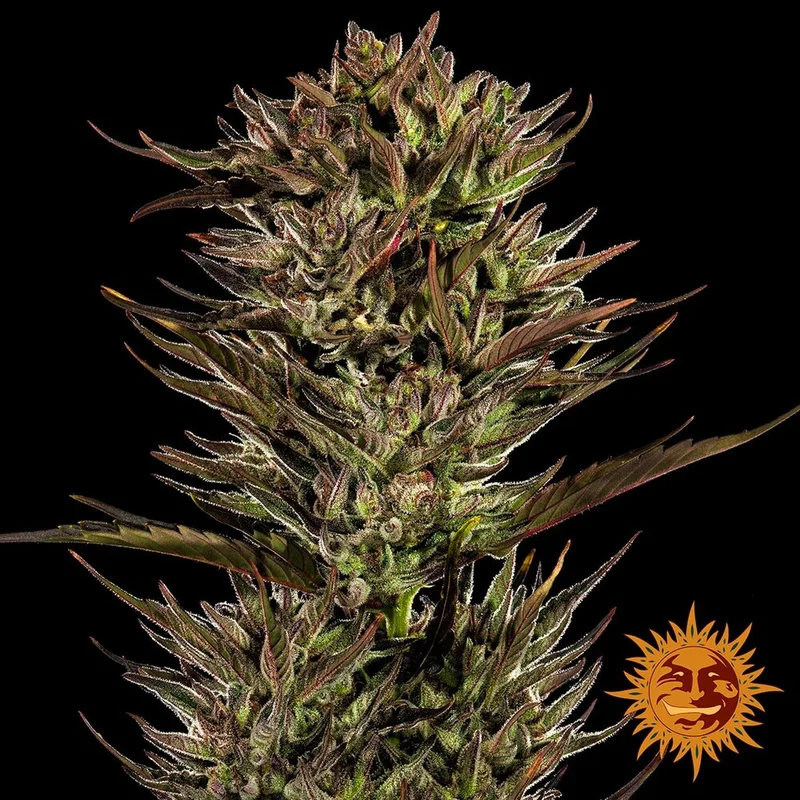 Thin Mint x Sour Pinot van Barney's Farm