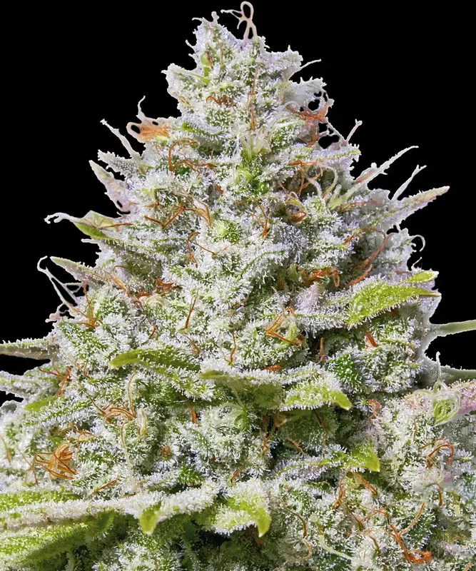 Blue Gelato 41 van Barney's Farm
