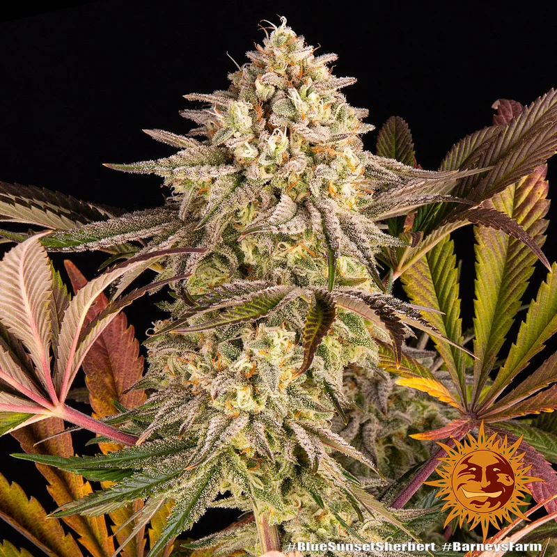 Blue Sunset Sherbert van Barney's Farm