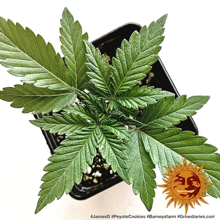 Peyote Cookies van Barney's Farm