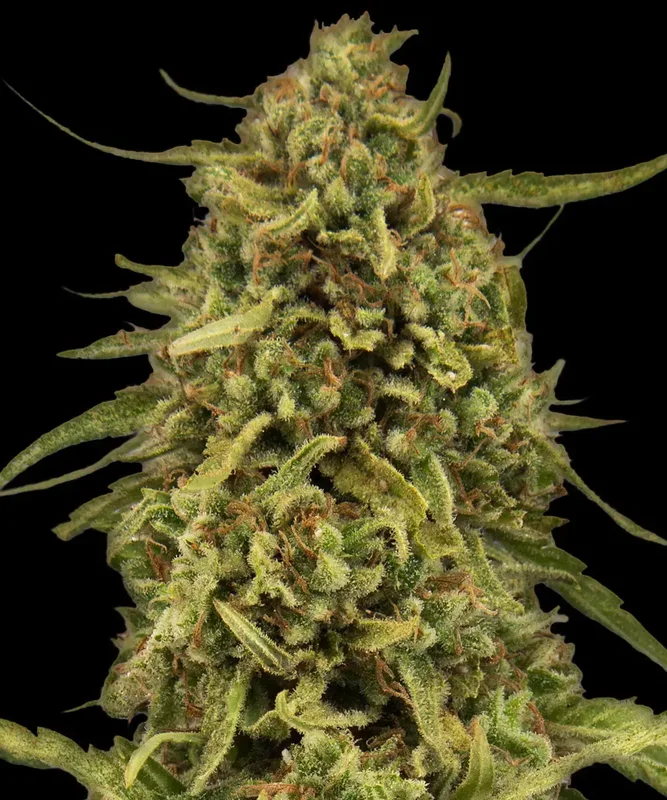 Widow Remedy van Barney's Farm