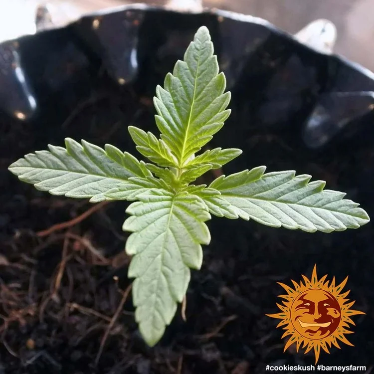 Cookies Kush van Barney's Farm
