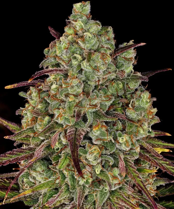 Tangerine Dream van Barney's Farm