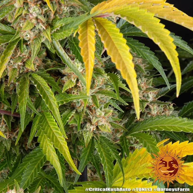 Critical Kush van Barney's Farm