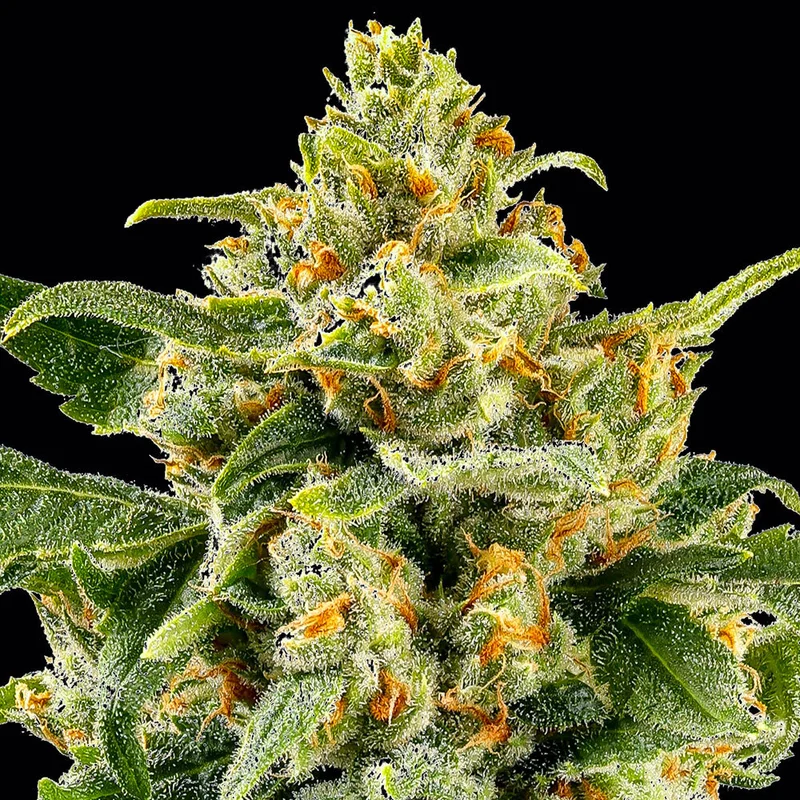 Skunk #1 van Barney's Farm