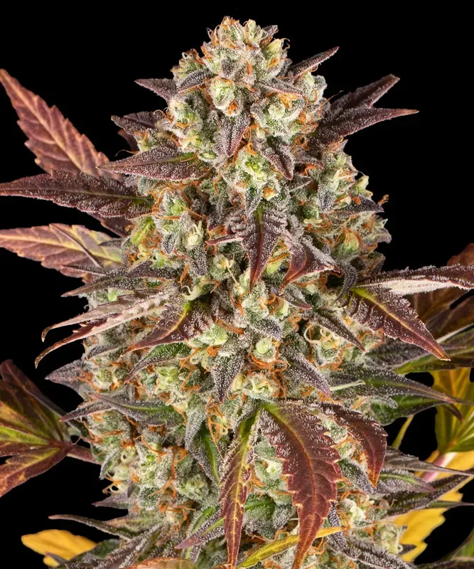 Amnesia Haze van Barney's Farm