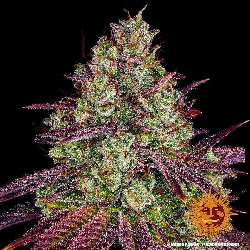 Mimosa Evo van Barney's Farm