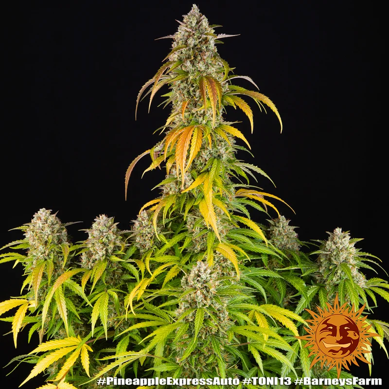 Pineapple Express van Barney's Farm
