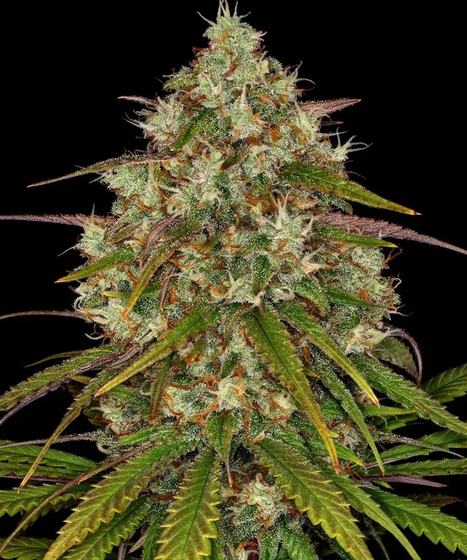 Liberty Haze van Barney's Farm