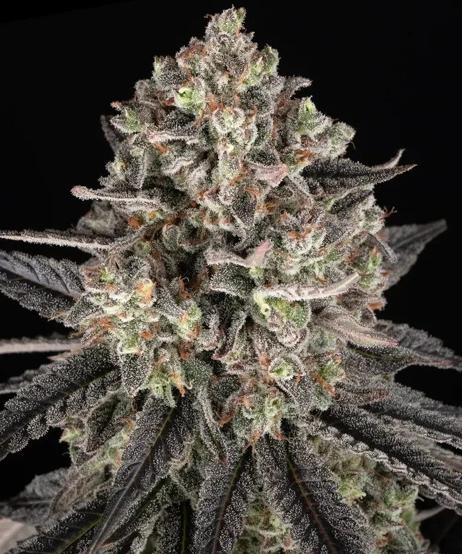 Blue Dream van Barney's Farm