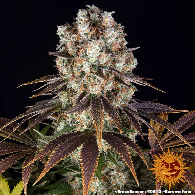 Bruce Banner van Barney's Farm
