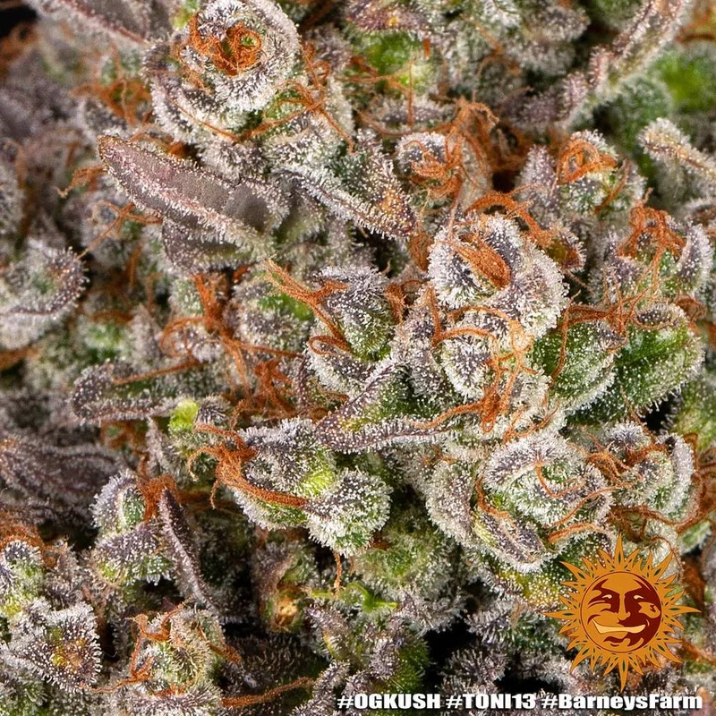 OG Kush van Barney's Farm