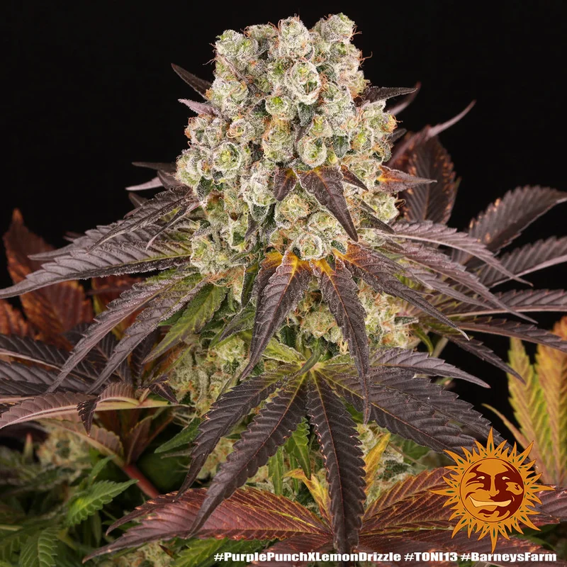 Purple Punch x Lemon Drizzle van Barney's Farm