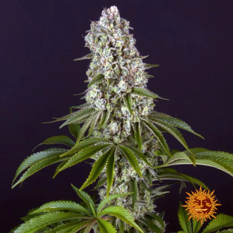 Tropicanna Banana van Barney's Farm