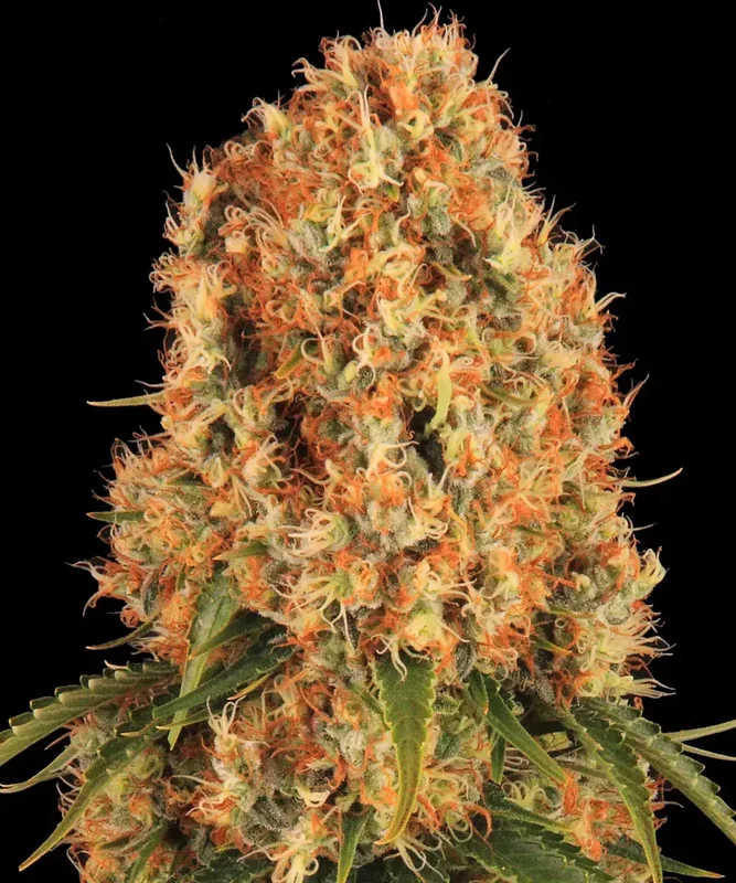 Orange Sherbert van Barney's Farm