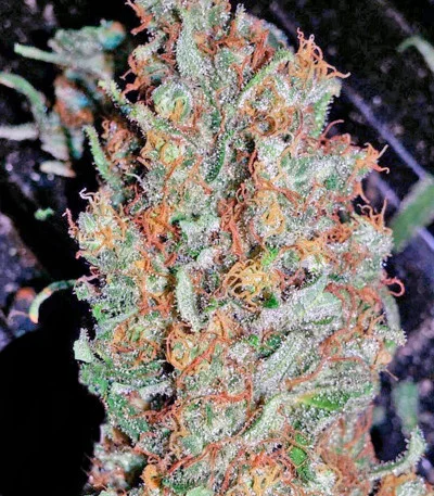 Red Dragon van Barney's Farm