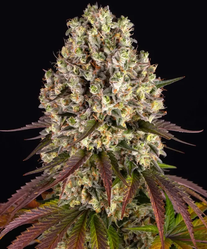 Sour Diesel van Barney's Farm