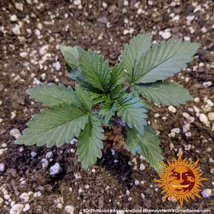 Acapulco Gold van Barney's Farm
