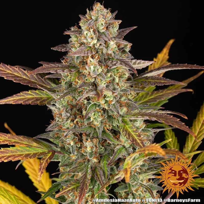 Amnesia Haze van Barney's Farm