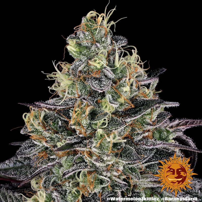 Watermelon Zkittlez van Barney's Farm