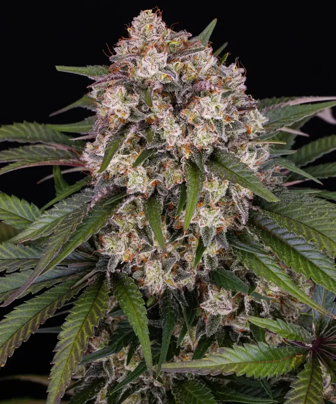 OG Kush van Barney's Farm