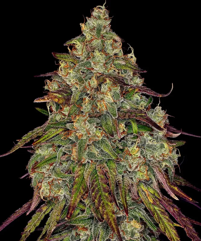 Amnesia Lemon van Barney's Farm