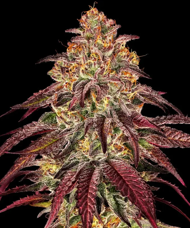 Mimosa x Orange Punch van Barney's Farm