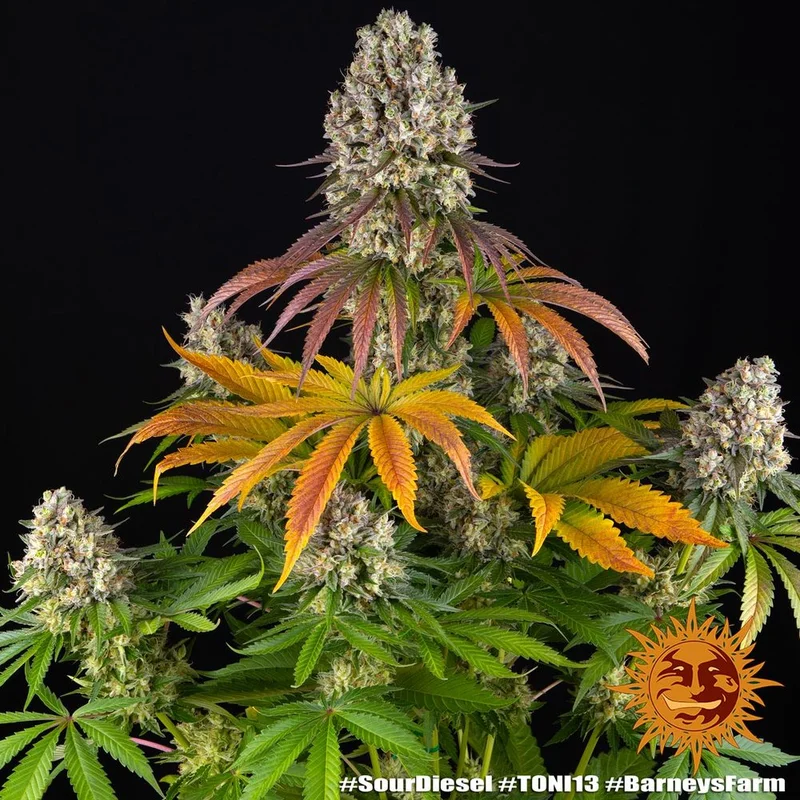 Sour Diesel van Barney's Farm