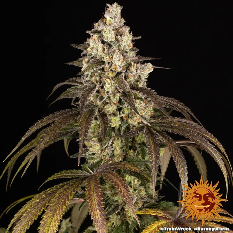 Trainwreck van Barney's Farm